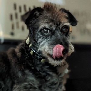 Meet your Posher, Robin